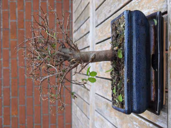 Bonzai