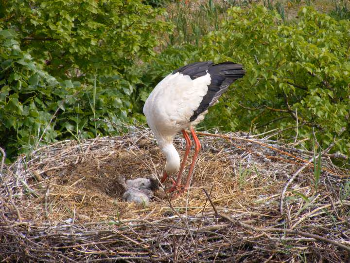 La cigogne et ses cigogneaux