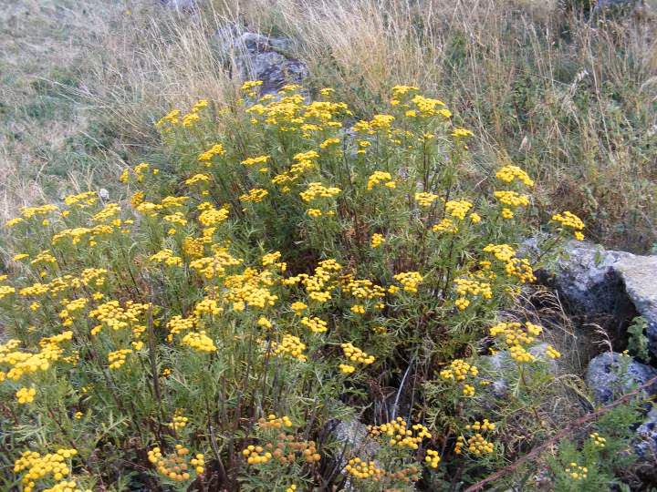 Plants de tanaisie