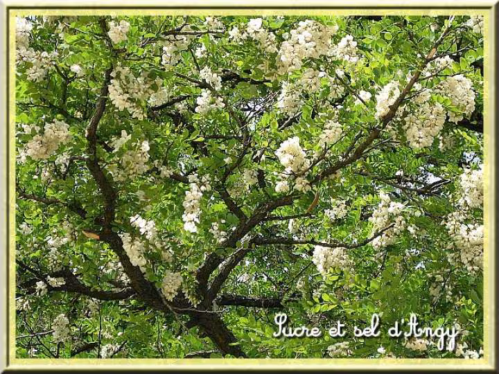 Fleurs d acacia