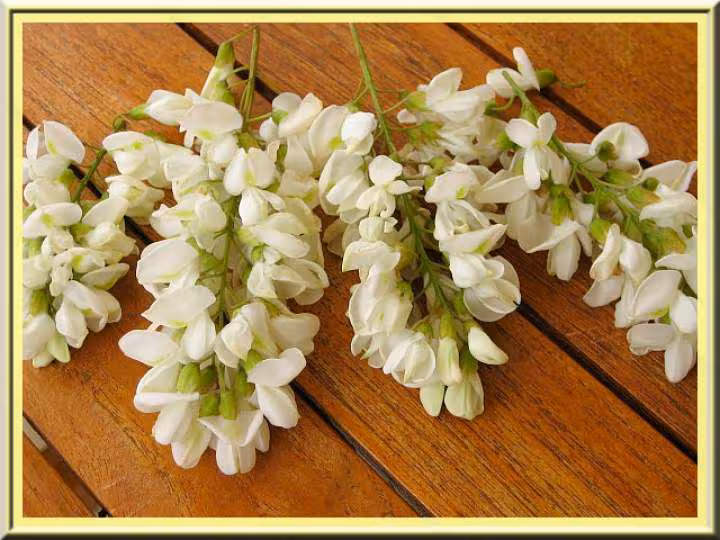 Fleurs d acacia