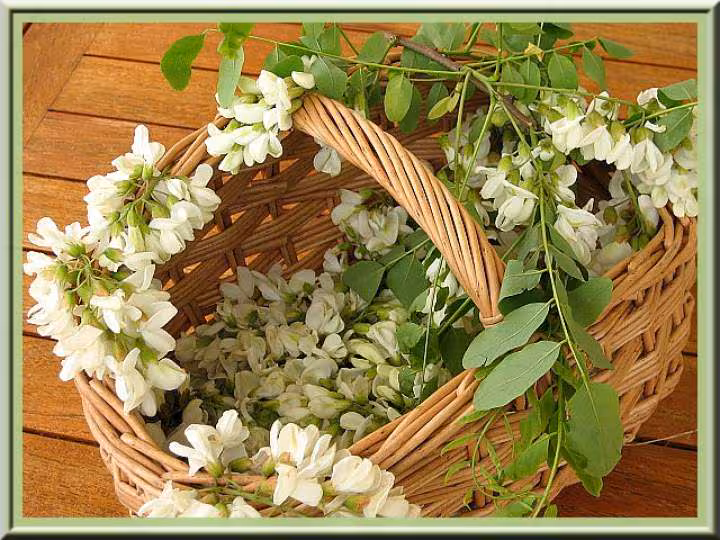 Panier de fleurs d acacia