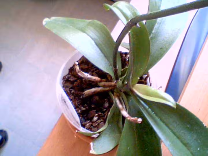 Phalaenopsis