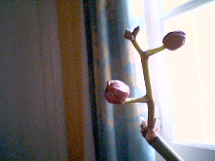 Phalaenopsis