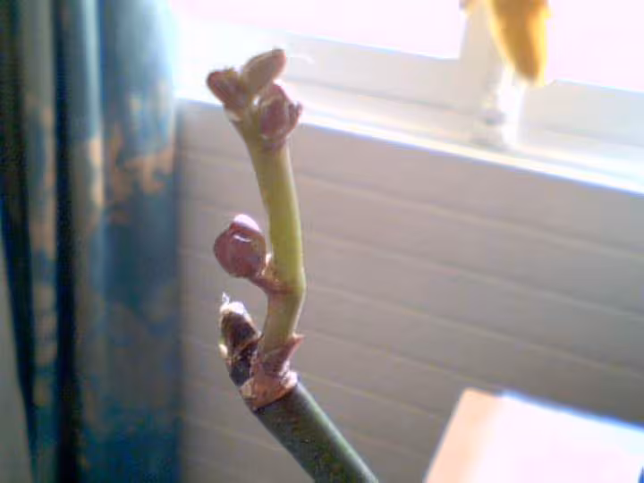 Phalaenopsis