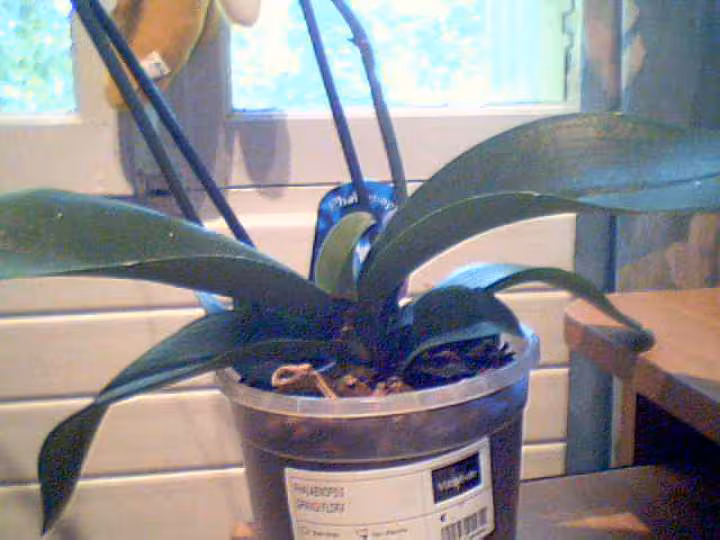 Phalaenopsis grandflora