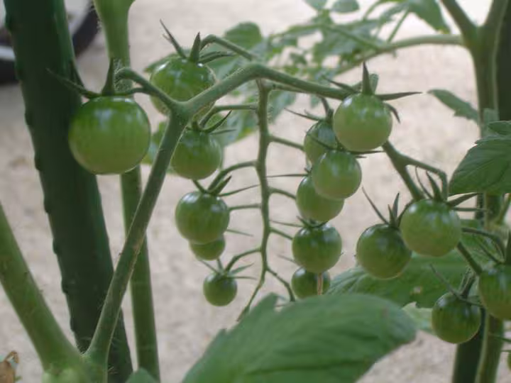 Une de mes grappes
