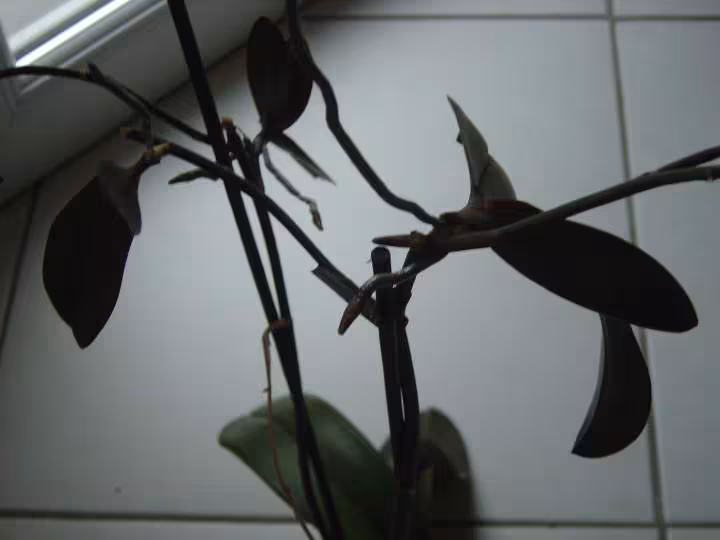 Keikis
