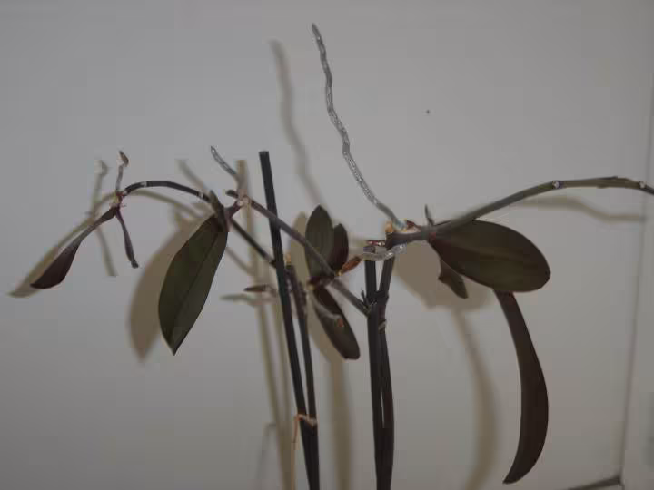 Phaleanopsis
