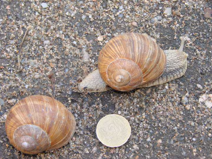 La famille escargot