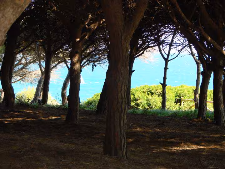 Tarifa