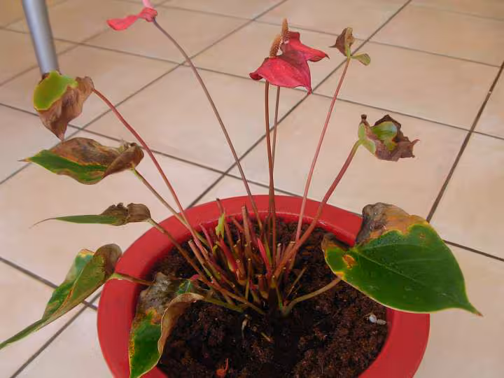 Anthurium