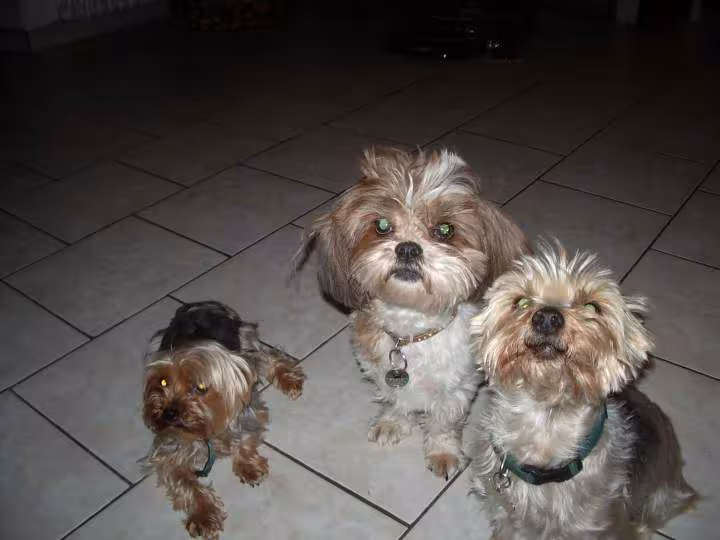 Qui a rejoint annelle le shi tzu et pilu un autre york