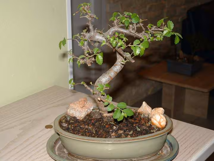 Bonzai de sosso55