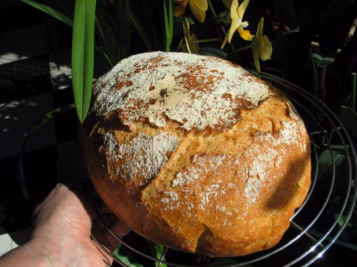 Poolish quigg cocotte 11 mars 07