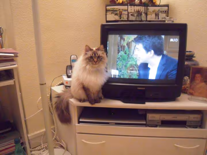 Ma petite sateen