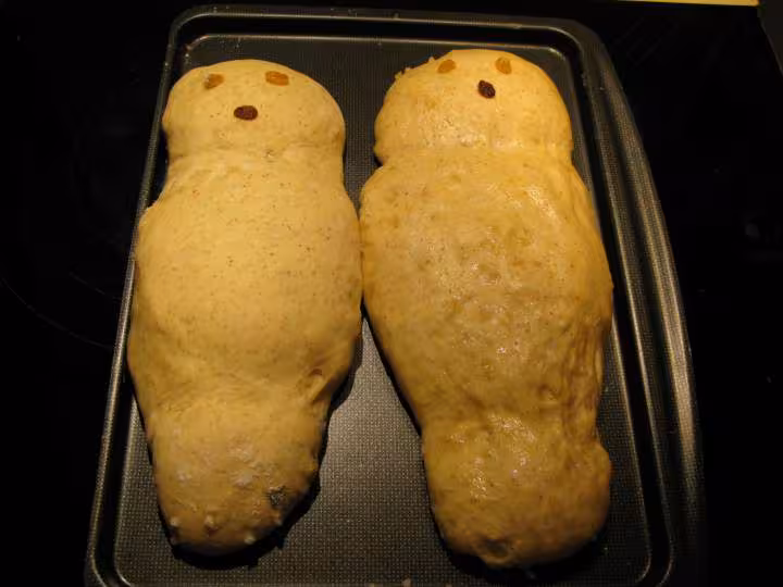 Evolution des cougnous