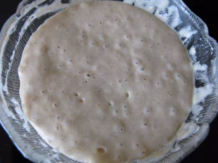 Levain epmylo jour 7