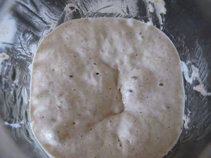 Levain quelques heures apres