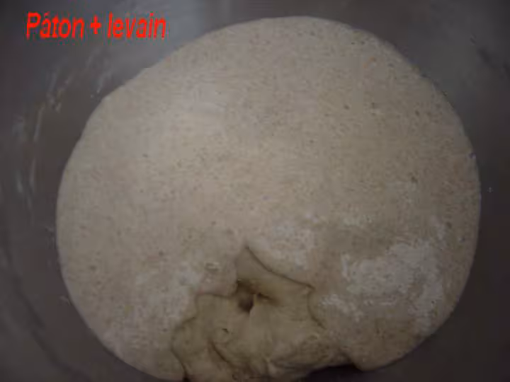 Paton levain