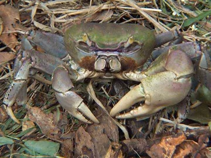 Crabe de terre dit matoutou