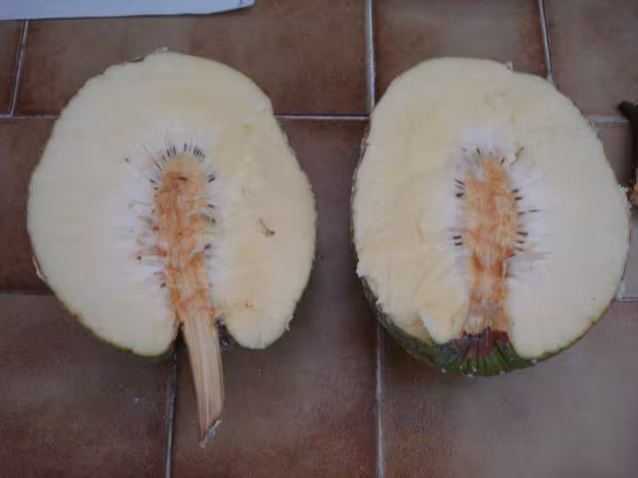 Fruit a pain
