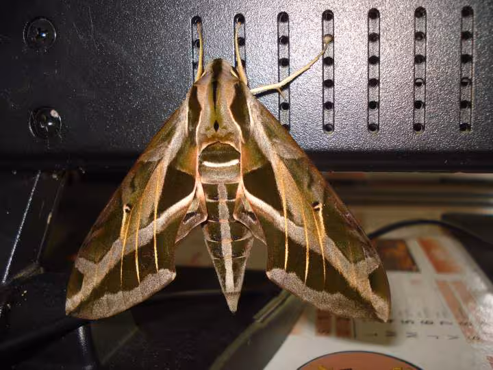 Papillon
