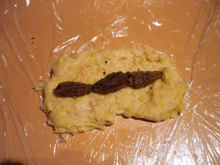 Poulet aux morilles