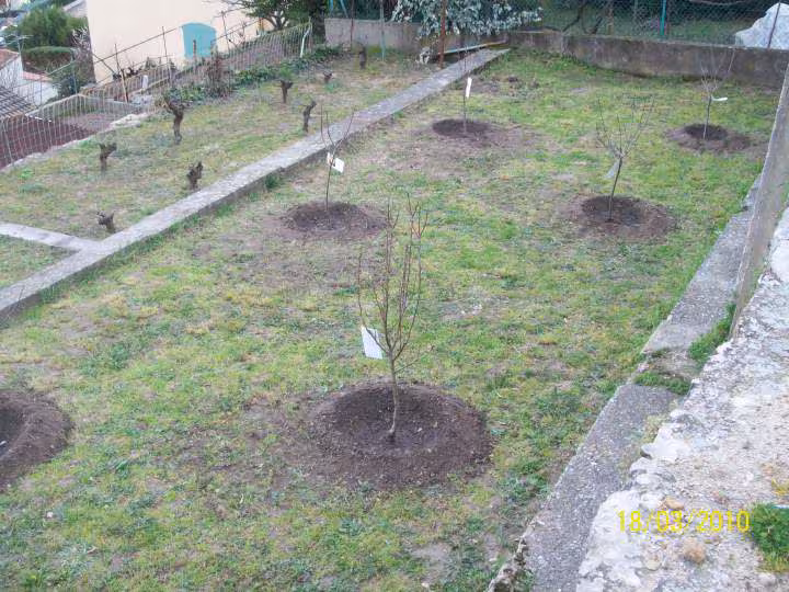 Et voila le travail de ce matin plantation 6 arbres fruitiers