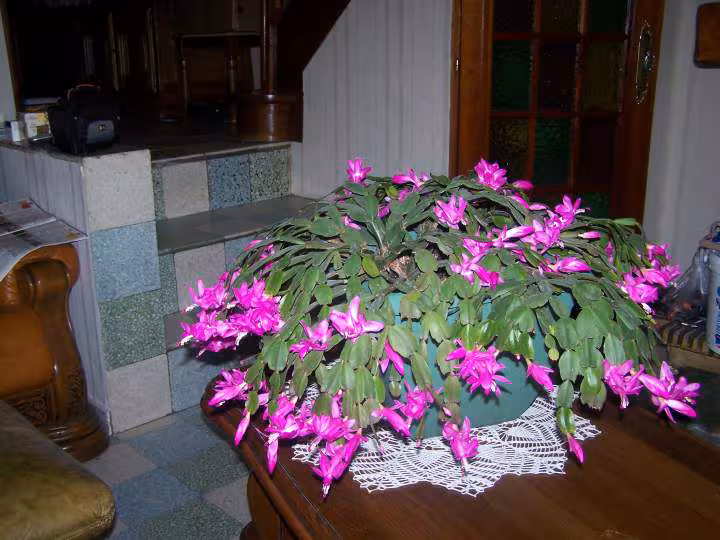 Cactus de noel