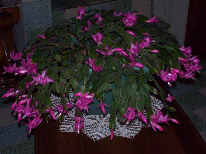 Cactus de noel