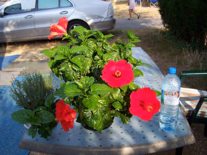 Hibiscius