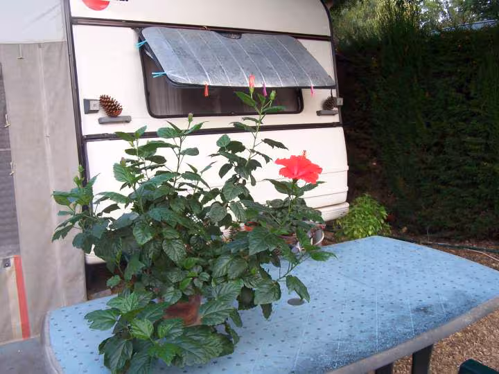 Hibiscus
