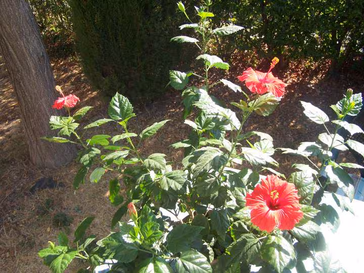 Hibiscus