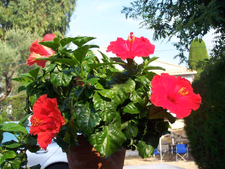 Hibiscus