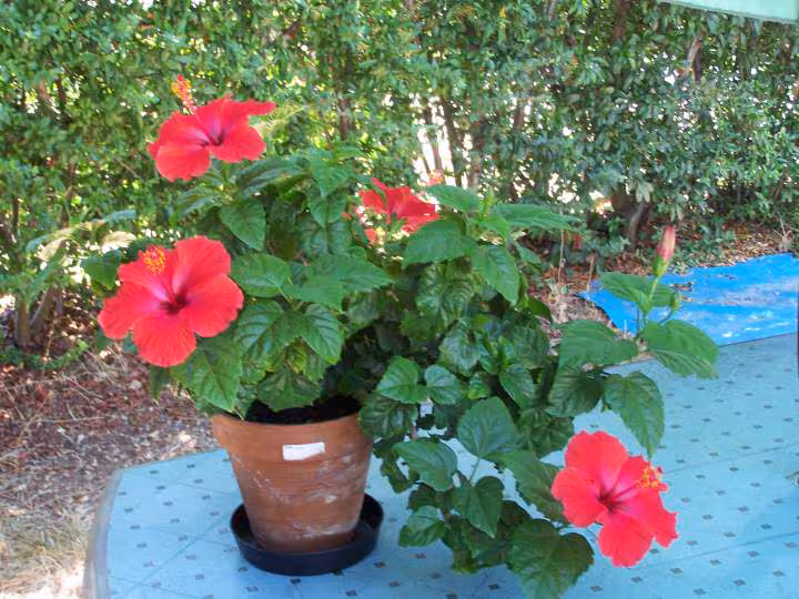 Hibiscus