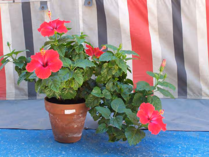 Hibiscus