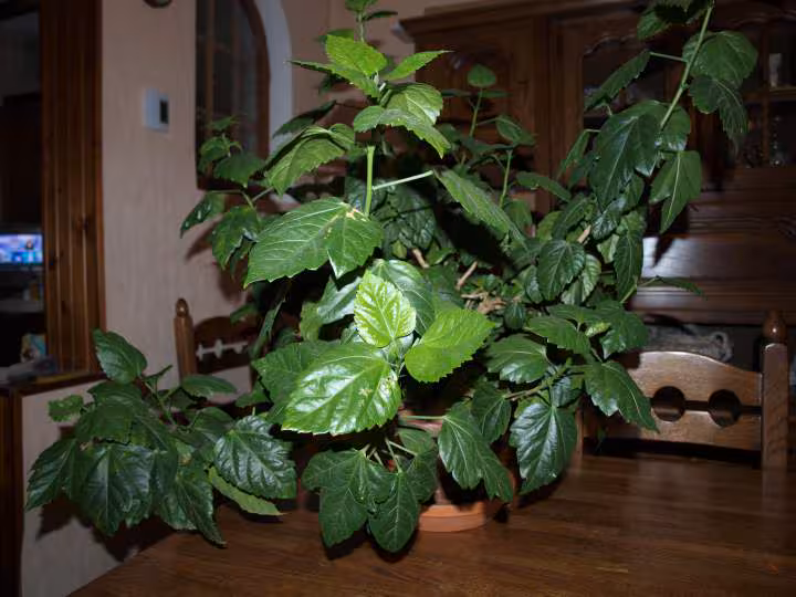Hibiscus d interieur