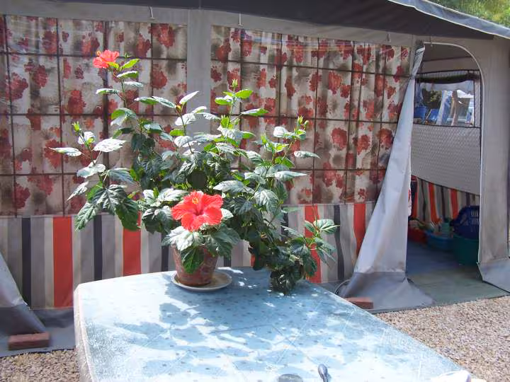 Hibiscus d interieur