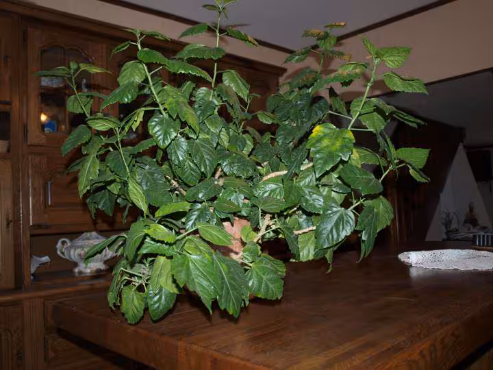 Hibiscus defleuri