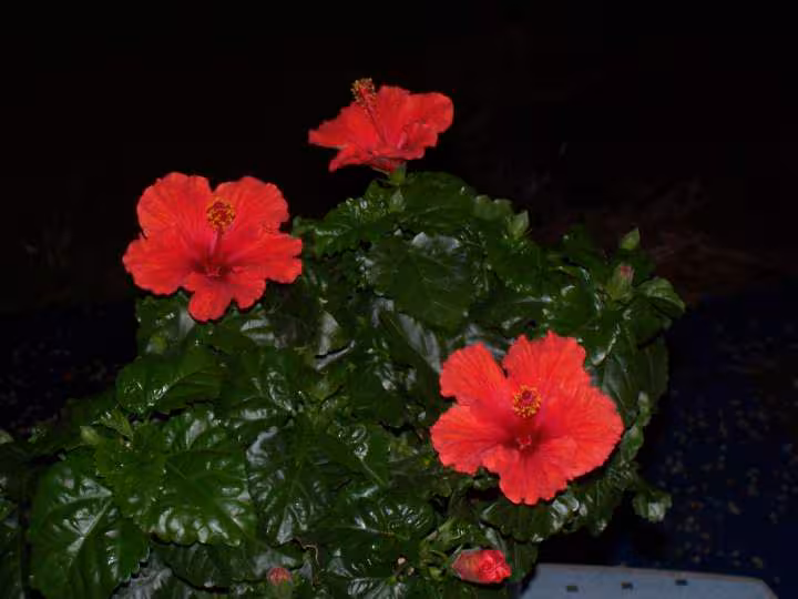 Mon hibiscus