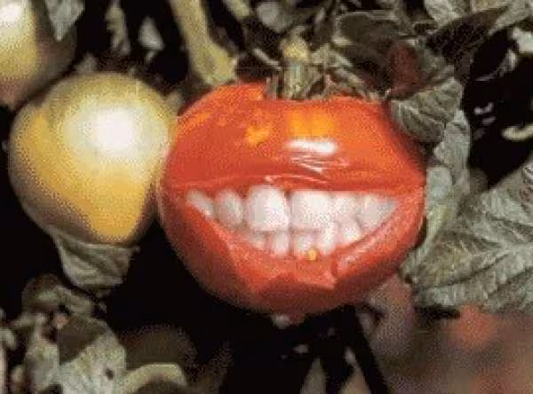 Dentier