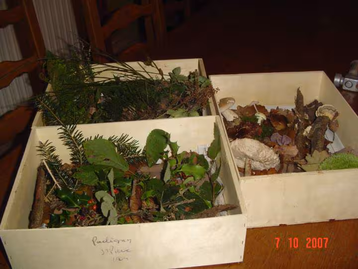 Cueillette en foret