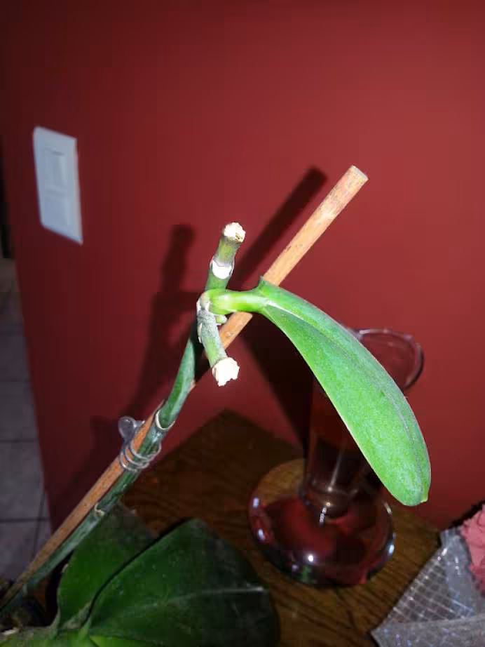 Orchidee