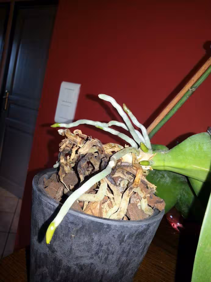 Orchidee
