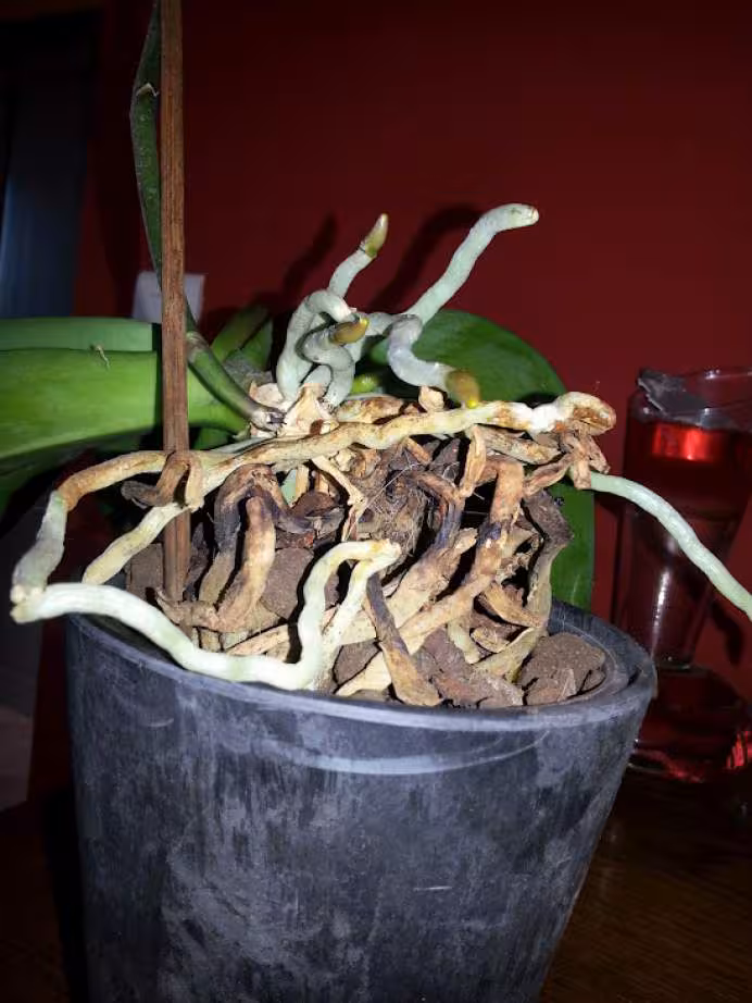 Orchidee