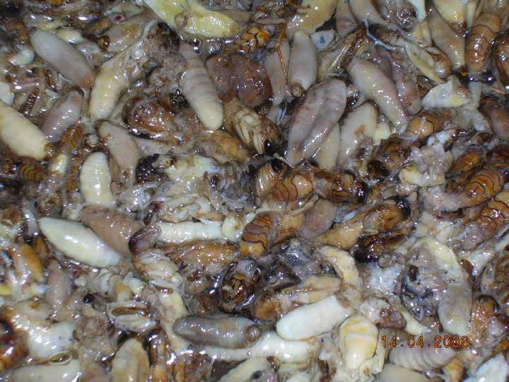 Friture de guepes 3