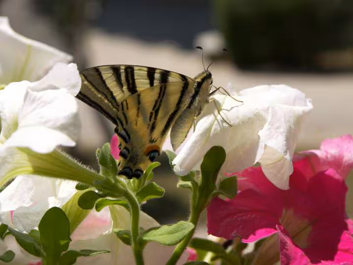 Papillon