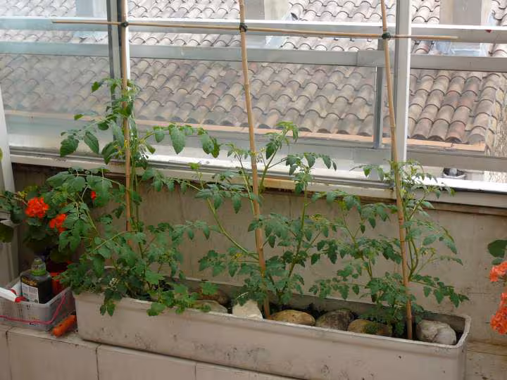 Tomate