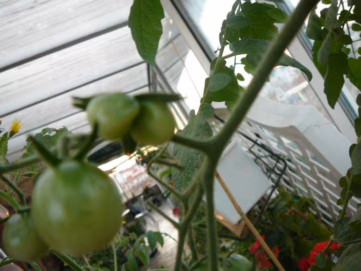 Tomate jumeaux